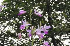 Arundina graminifolia